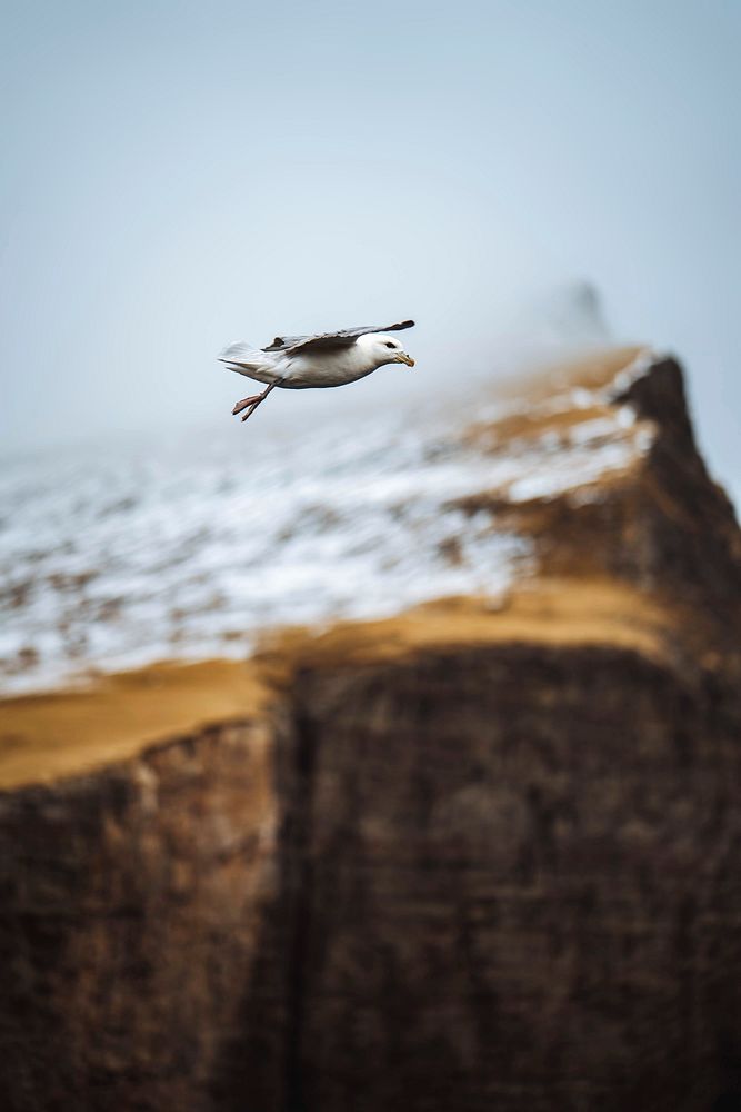 Seagull flying over the cliffs at Faroe Island