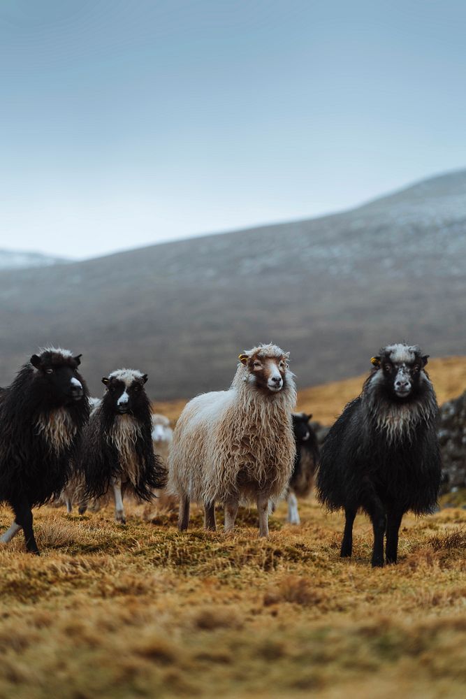 Herd of Faroe sheep at the Faroe Islands