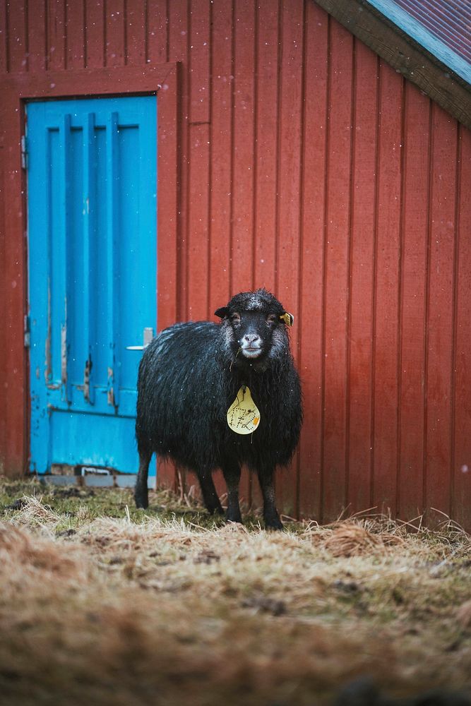 Faroe sheep at the Faroe Islands, part of the Kingdom of Denmark