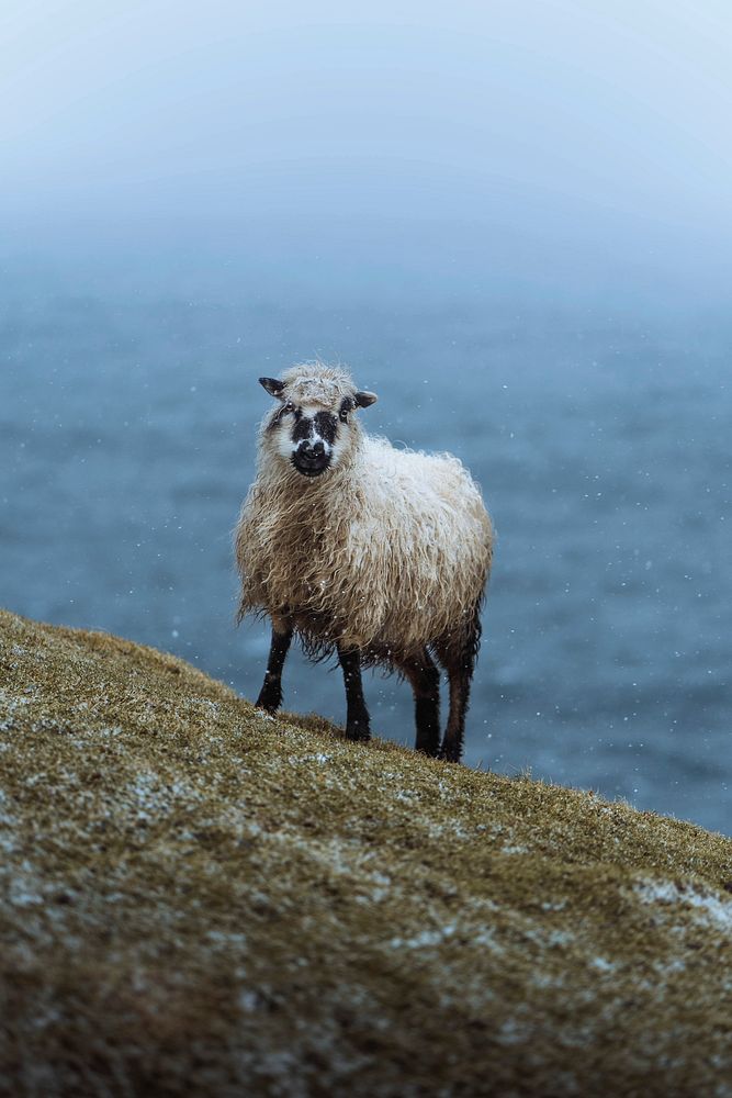Faroe sheep at the Faroe Islands, part of the Kingdom of Denmark