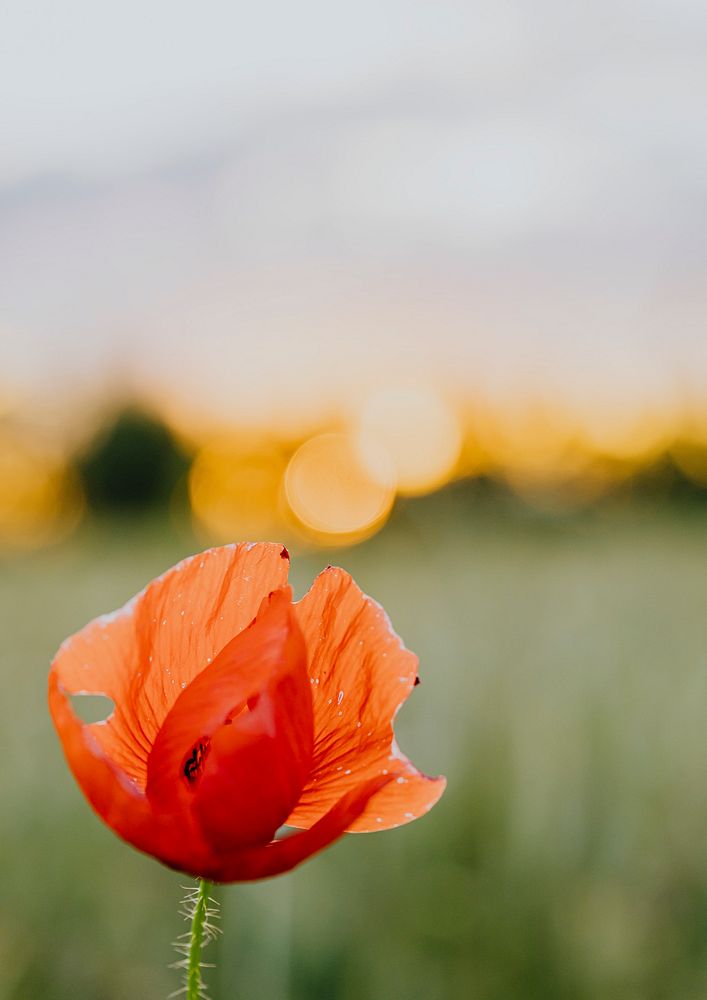 Red poppy flower at sunset in a summer field