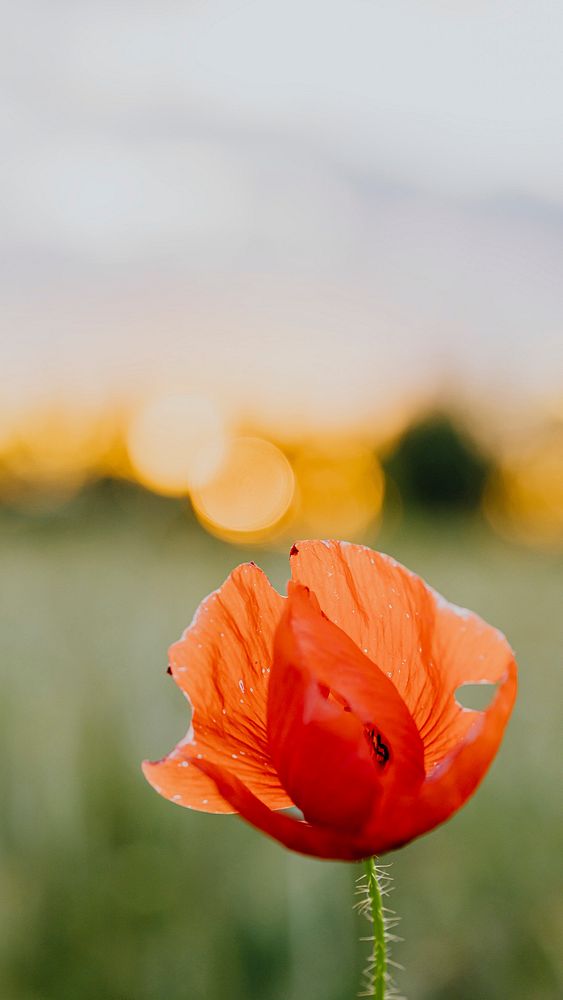 Red poppy flower at sunset in a summer field
