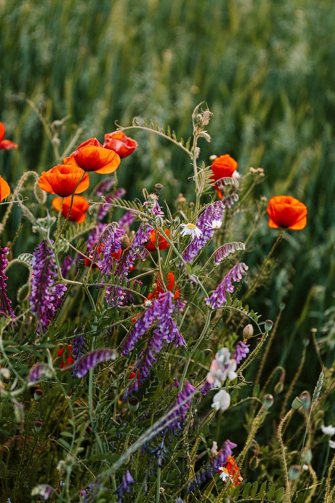 Beautiful wild flowers growing in a field in the summertime