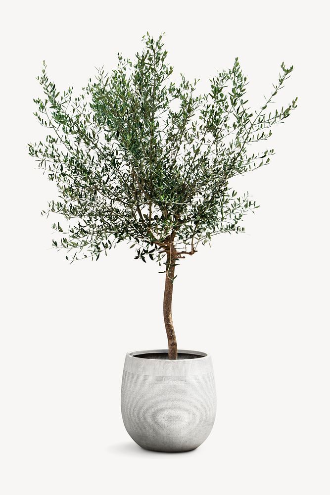 Olive tree, houseplant isolated image psd