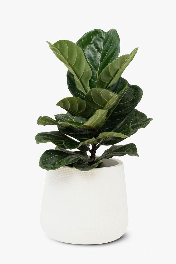 Fiddle leaf fig house plant in a pot