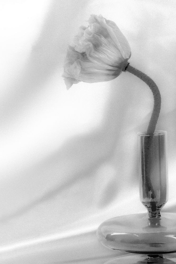 Black and white poppy flower in a vase