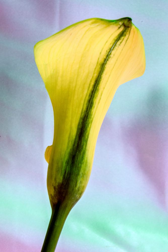 Yellow lily flower on blue background