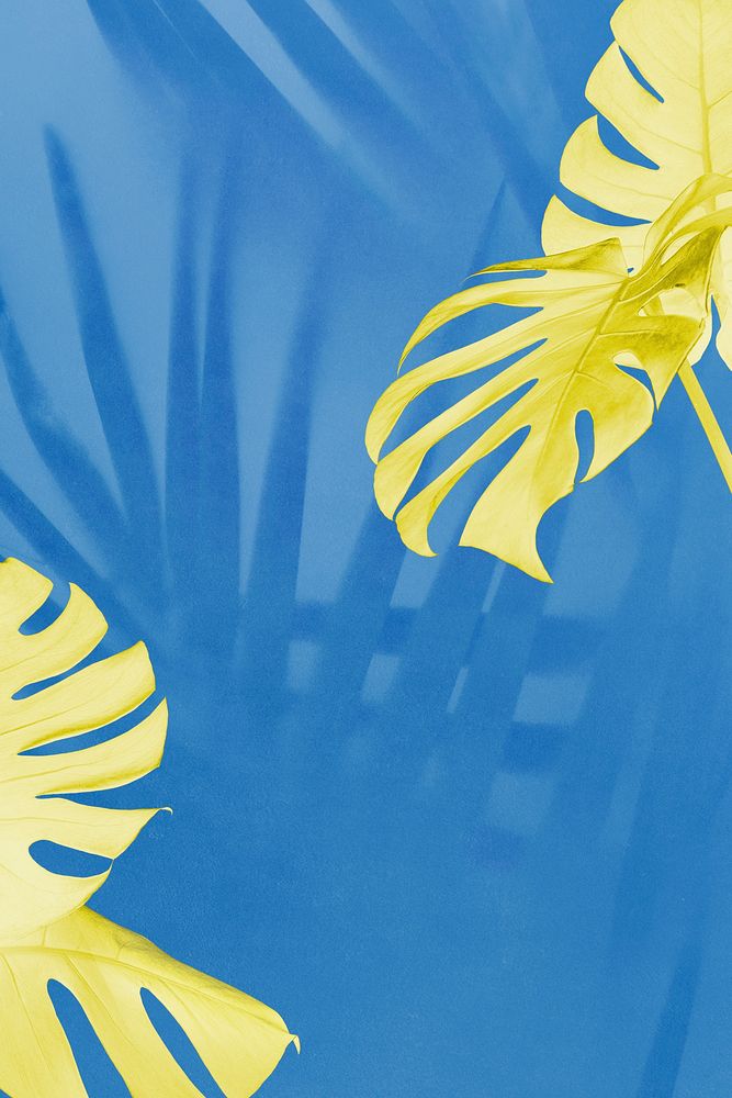 Yellow Monstera and palm shadow leaves on blue background