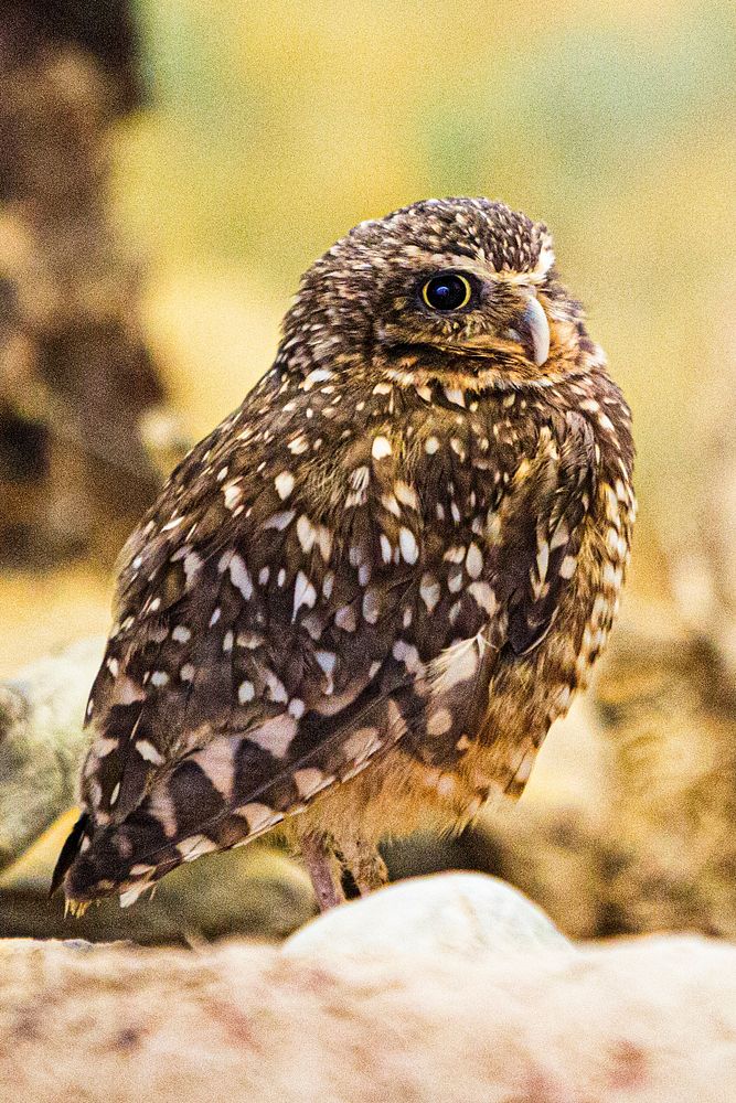 Burrowing Owl (2016) by Chris Wellner. Original from Smithsonian's National Zoo. Digitally enhanced by rawpixel.