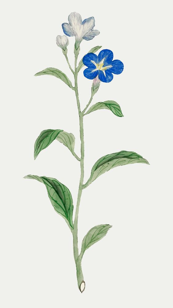 Classic flower vector Water Forget Me Not, vintage Japanese art remix from the David Murray collection