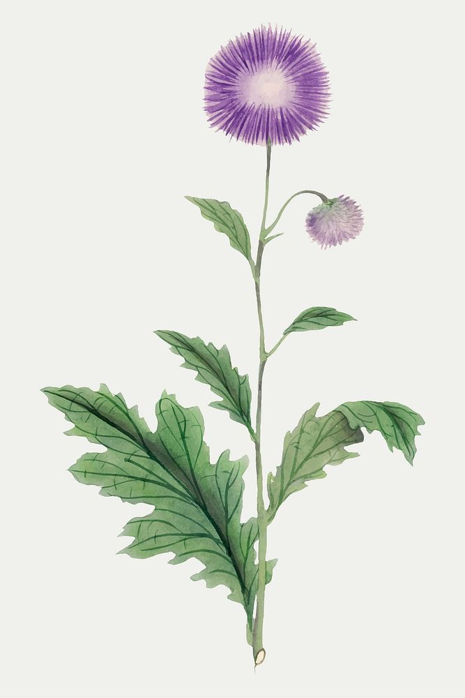 Classic flower vector Echinops, vintage Japanese art remix from the David Murray collection