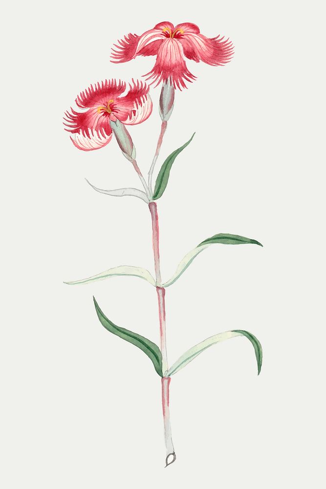 Flower vector Dianthus Classic antique style, vintage Japanese art remix from the David Murray collection