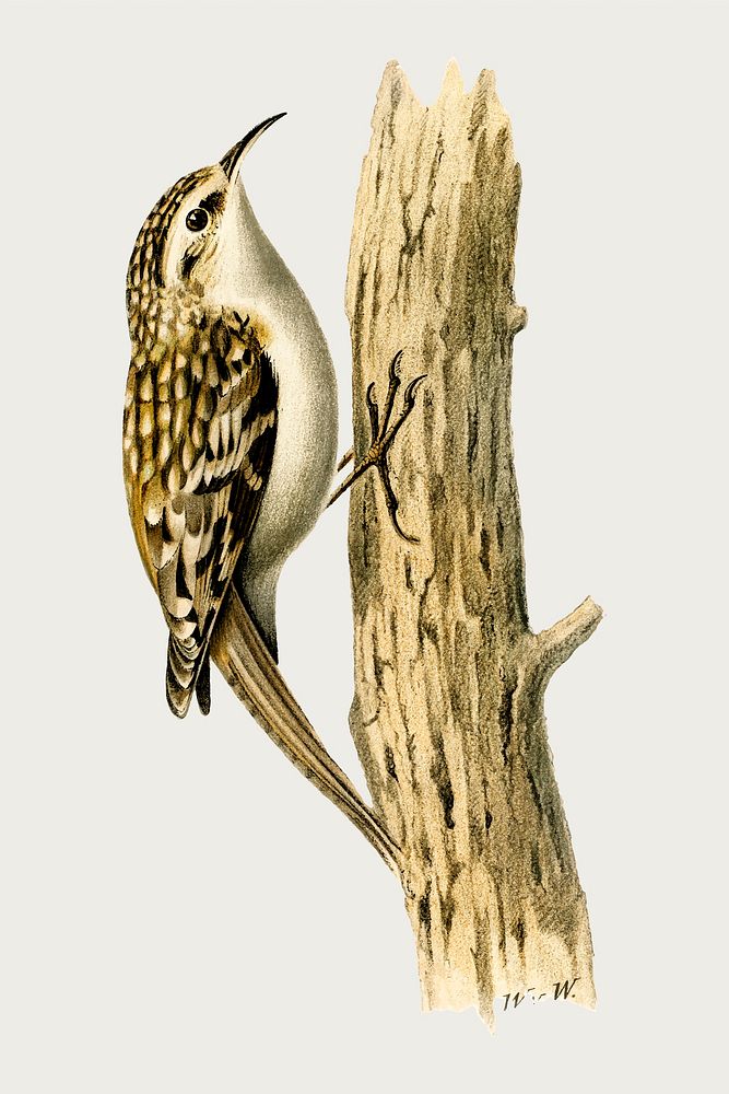Vector treecreeper bird hand drawn