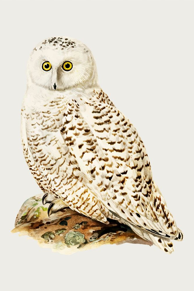 Vector snowy owl bird hand drawn