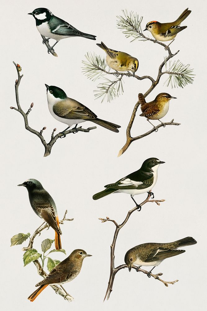 Vintage sparrows mixed hand drawn bird collection