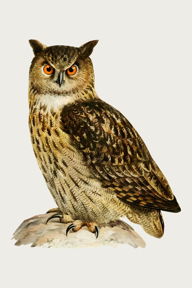 Vector eurasian eagle owl bird hand drawn