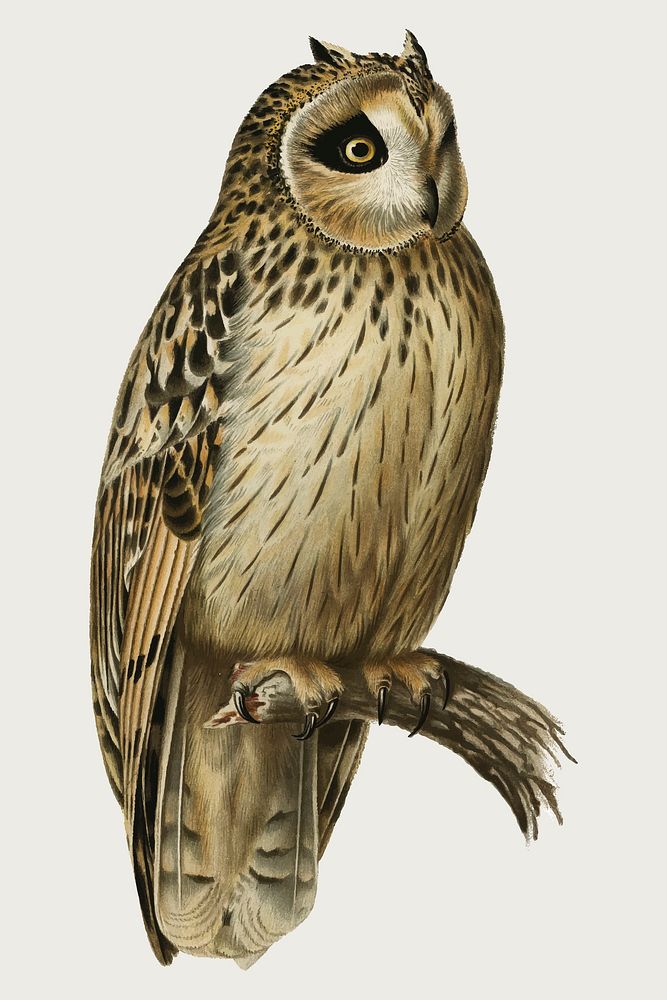 Vector short-eared owl bird hand drawn