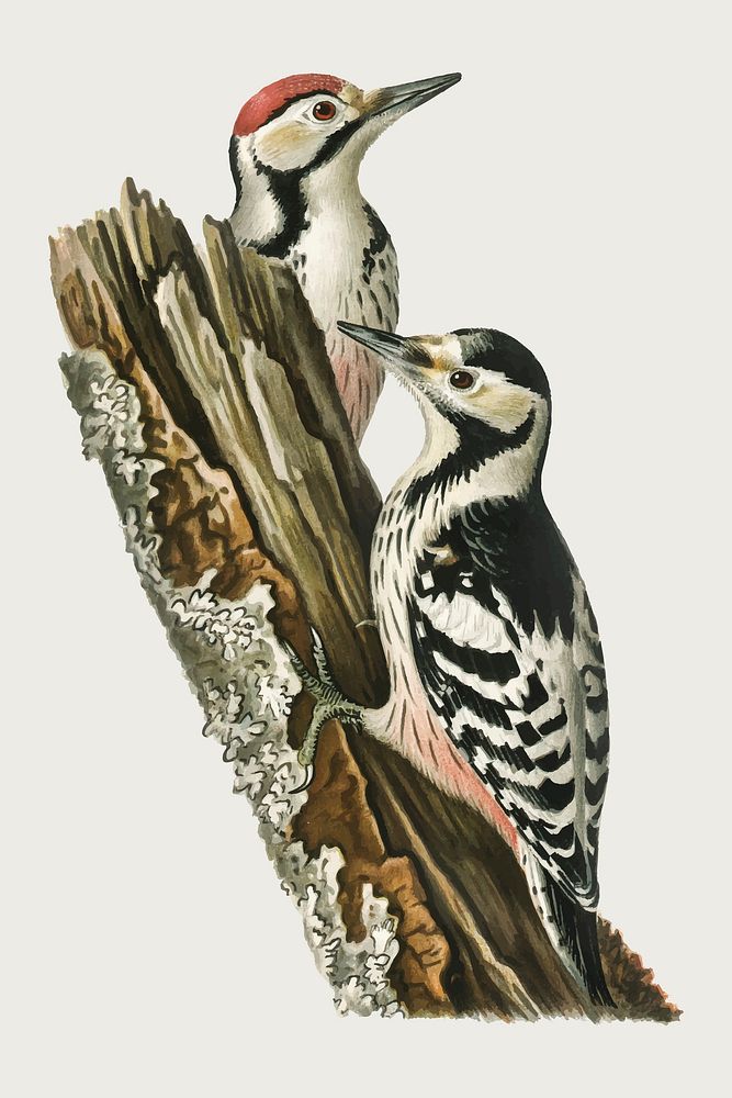 White-backed woodpecker pair vector bird hand drawn