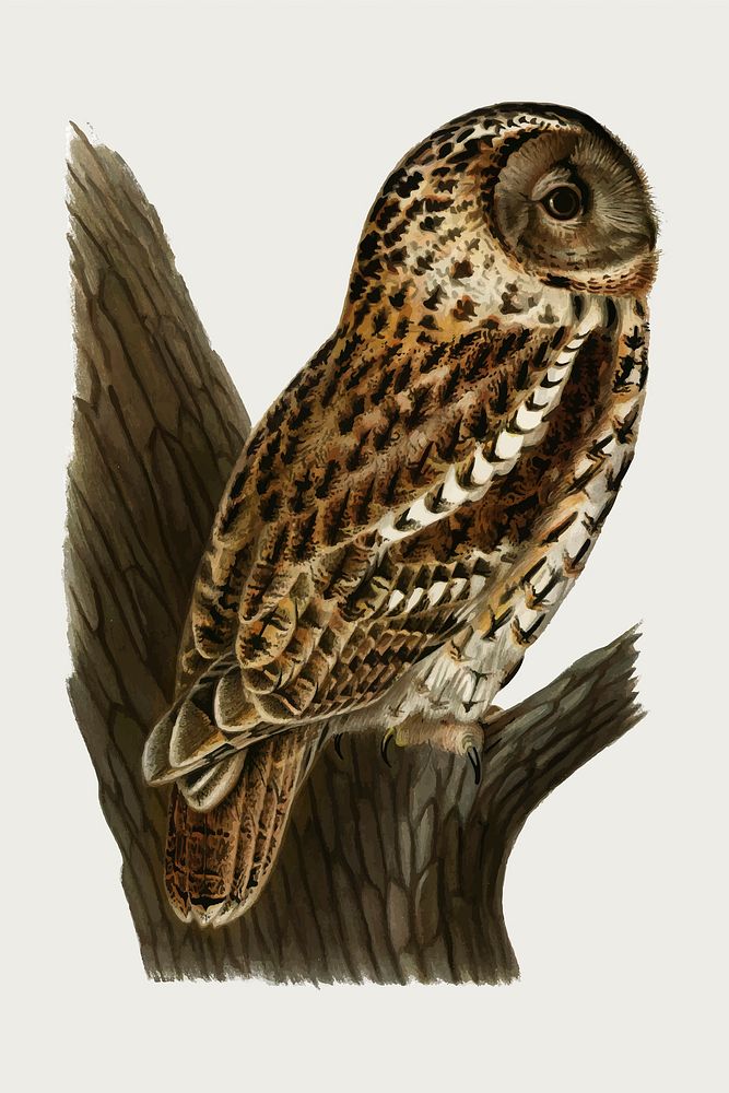 Vector tawny owl bird hand drawn