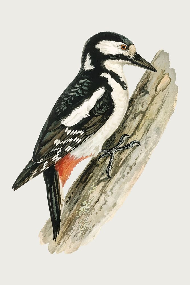 Great spotted woodpecker vector bird hand drawn