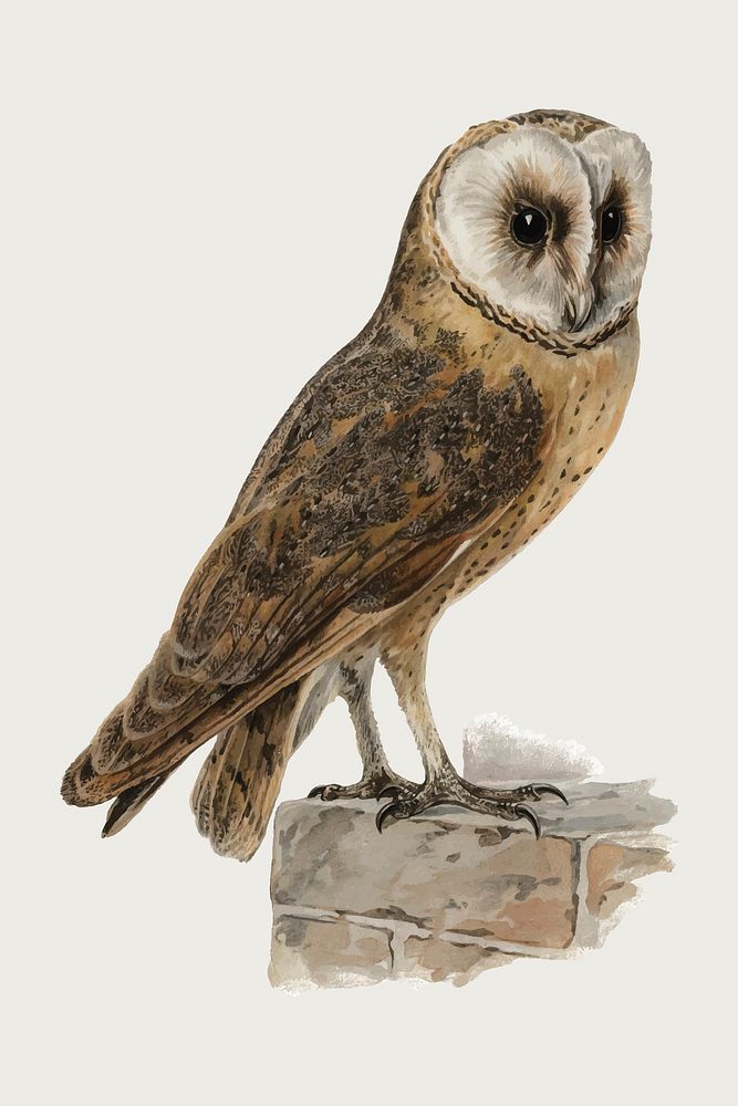 Vector barn owl bird hand drawn