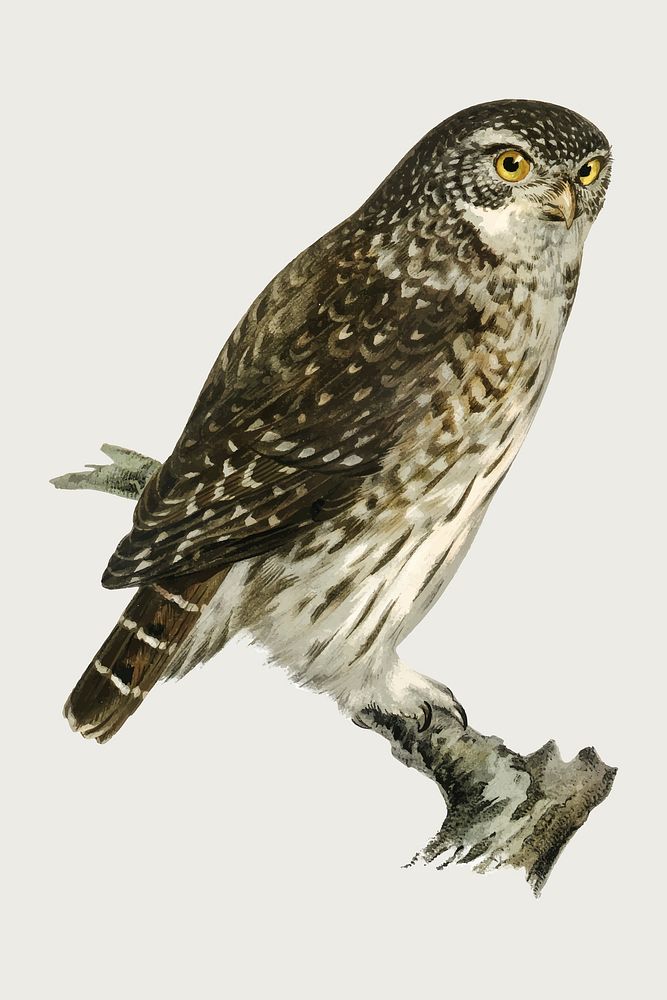 Eurasian pygmy owl bird vector hand drawn