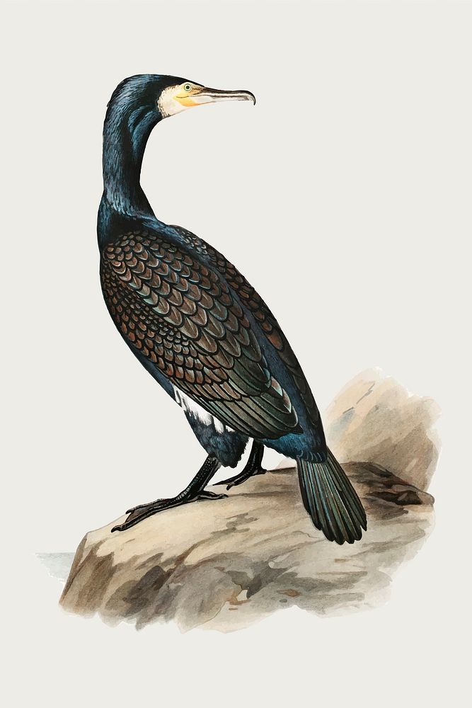 Vector great cormorant bird hand drawn