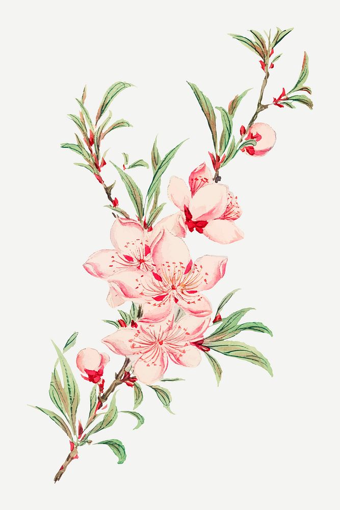 Vintage Japanese peach blossoms vector art print, remix from artworks by Megata Morikaga