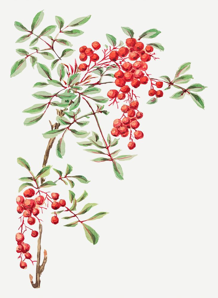 Vintage coral berry tree vector art print, remix from artworks by Megata Morikaga