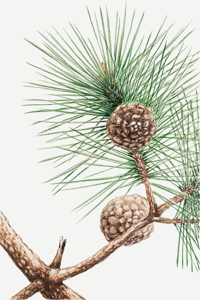 Japanese pine tree vector art print, remix from artworks by Megata Morikaga