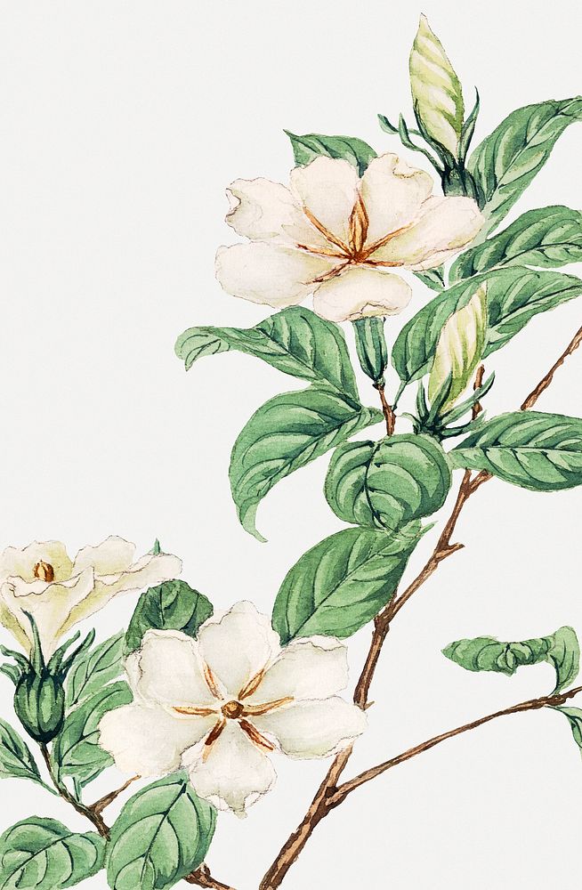 Vintage Japanese cape jasmine art print, remix from artworks by Megata Morikaga