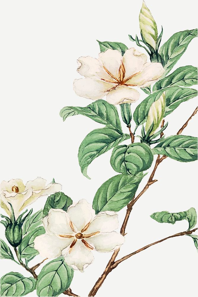Vintage Japanese cape jasmine vector art print, remix from artworks by Megata Morikaga