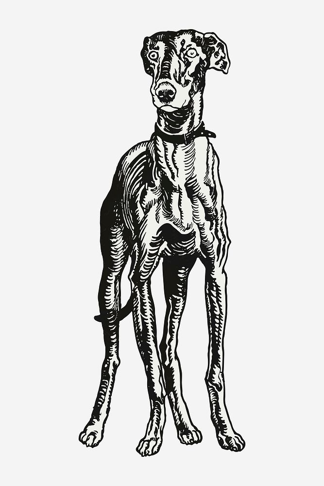 Vintage Greyhound dog illustration vector, remixed from artworks by Moriz Jung