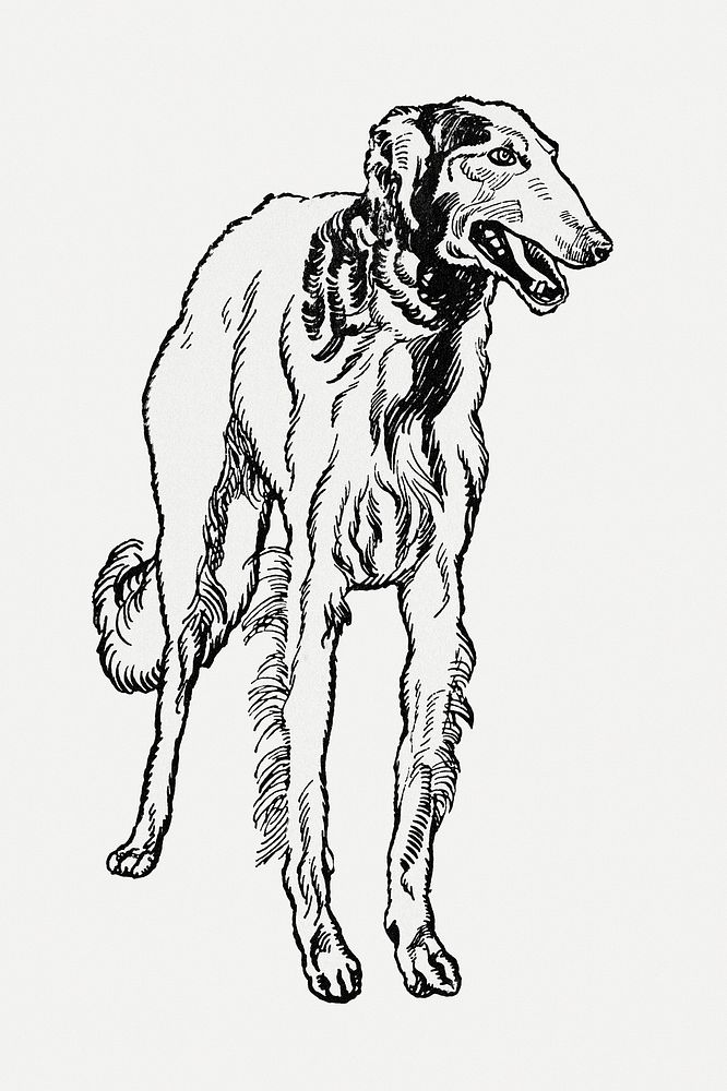 Vintage Greyhound dog illustration, remixed from artworks by Moriz Jung