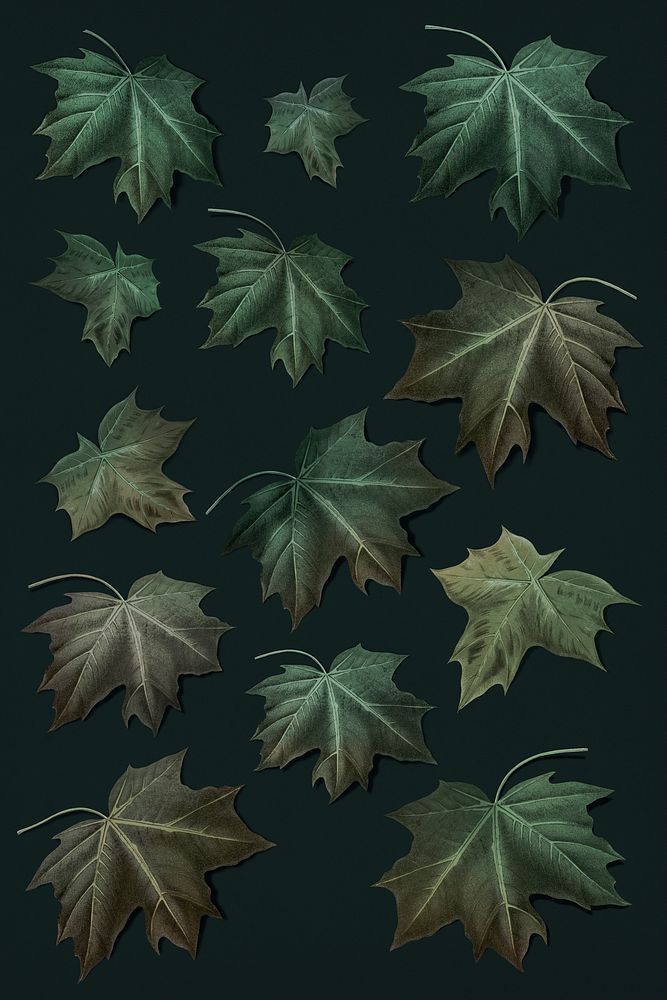 Hand drawn green maple leaf collection illustration