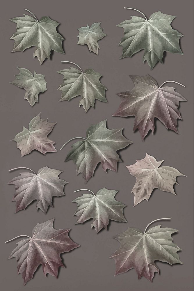 Hand drawn autumn maple leaf collection vector