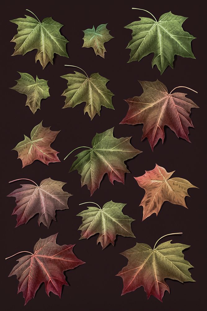 Hand drawn autumn maple leaf collection illustration