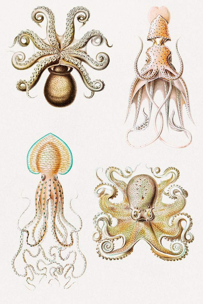 Vintage octopus illustration set mockup