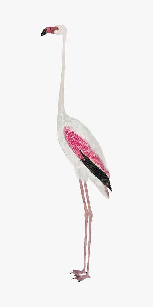 Flamingo vector antique watercolor animal illustration, remixed from the artworks by Robert Jacob Gordon