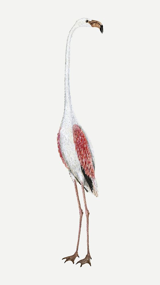 Flamingo vector antique watercolor animal illustration, remixed from the artworks by Robert Jacob Gordon