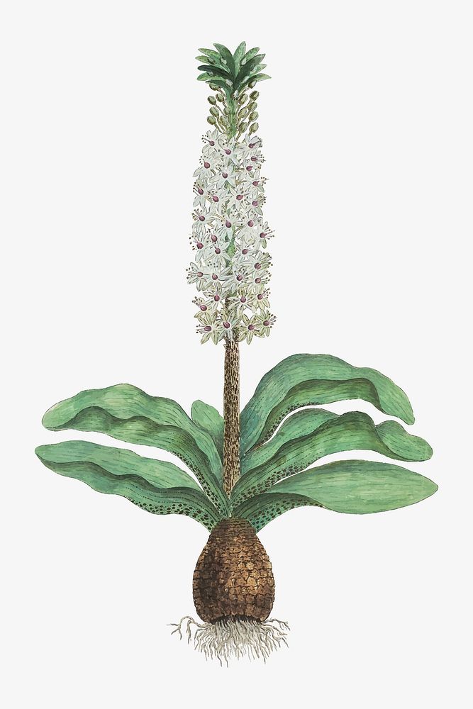 Pineapple flower vector vintage flower illustration set, remixed from the artworks by Robert Jacob Gordon