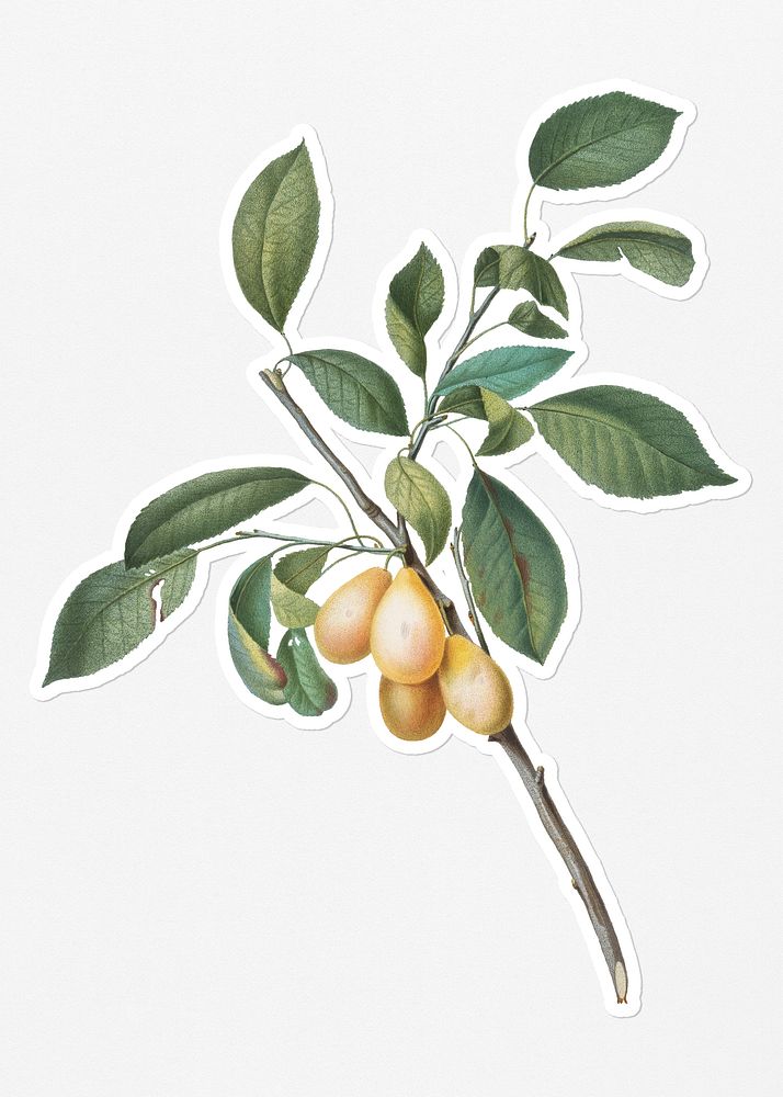 Hand drawn plum fruit sticker with a white border