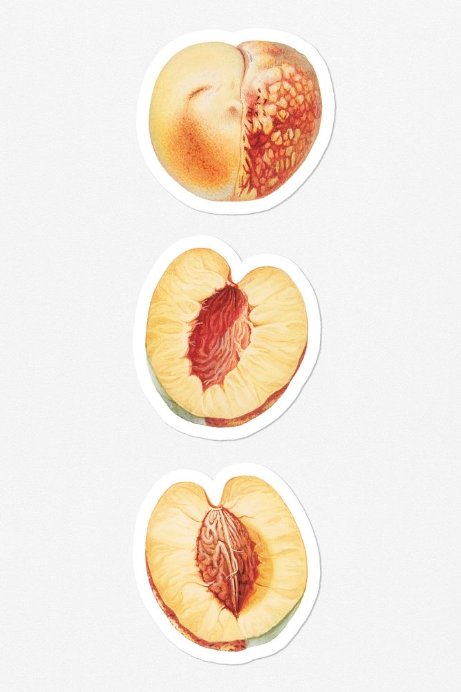 Hand drawn nectarine fruit sticker with a white border