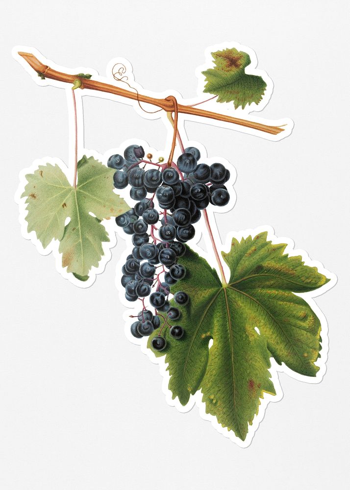 Hand drawn bunch of Colorino wine grapes sticker with a white border