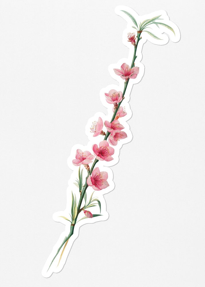 Hand drawn peach blossom flower sticker with a white border