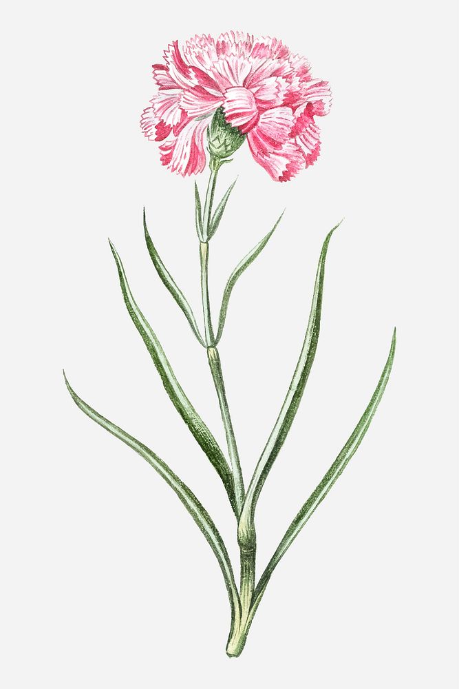 Pink caryophyllus maximus carnation vector
