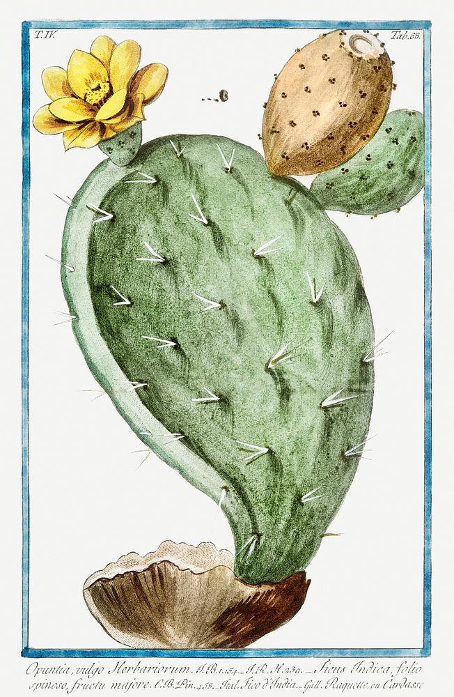 Prickly Pear, Indian Fig illustration
