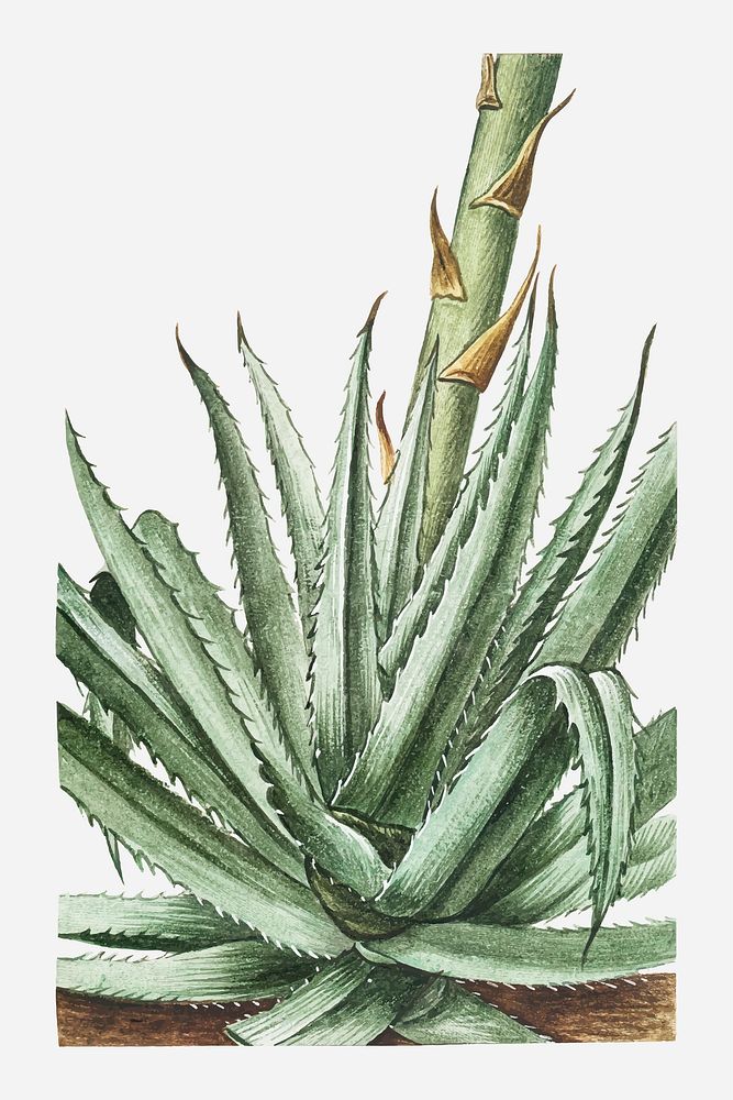 Aloe vulgaris vector