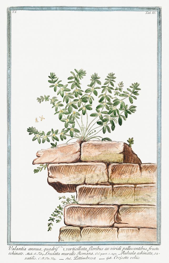Valentia, annua, quadrifolia, verticillata, floribus ex viridi pallescentibus, fructu echinato (ca. 1772 &ndash;1793) by…