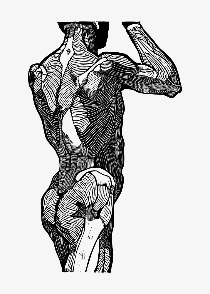 Man&rsquo;s back muscles vector human anatomy, remixed from artworks by Reijer Stolk